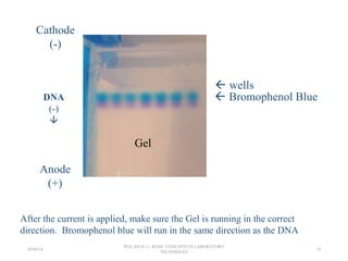  wells
 Bromophenol Blue
Cathode
(-)
Anode
(+)
Gel
After the current is applied, make sure the Gel is running in the correct
direction. Bromophenol blue will run in the same direction as the DNA.
DNA
(-)

26/04/14
PGS 504{0+1} BASIC CONCEPTS IN LABORATORY
TECHNIQUES
19
 