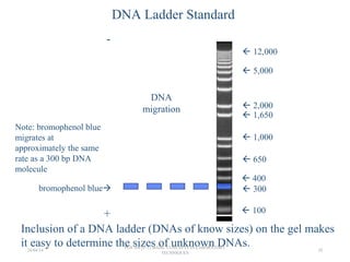  100
 200
 300
 1,650
 1,000
 500
 850
 650
 400
 12,000 bp
 5,000
 2,000
DNA Ladder Standard
Inclusion of a DNA ladder (DNAs of know sizes) on the gel makes
it easy to determine the sizes of unknown DNAs.
-
+
DNA
migration
bromophenol blue
Note: bromophenol blue
migrates at
approximately the same
rate as a 300 bp DNA
molecule
26/04/14
PGS 504{0+1} BASIC CONCEPTS IN LABORATORY
TECHNIQUES
20
 