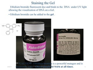 Staining the Gel
***CAUTION! Ethidium bromide is a powerful mutagen and is
moderately toxic. Gloves should be worn at all times.
• Ethidium bromide fluorescent dye and binds to the DNA under UV light
allowing the visualization of DNA on a Gel.
• Ethidium bromide can be added to the gel .
26/04/14
PGS 504{0+1} BASIC CONCEPTS IN LABORATORY
TECHNIQUES
21
 