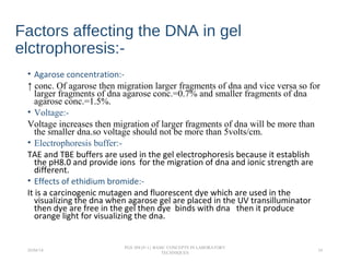 Factors affecting the DNA in gel
elctrophoresis:-
• Agarose concentration:-
↑ conc. Of agarose then migration larger fragments of dna and vice versa so for
larger fragments of dna agarose conc.=0.7% and smaller fragments of dna
agarose conc.=1.5%.
• Voltage:-
Voltage increases then migration of larger fragments of dna will be more than
the smaller dna.so voltage should not be more than 5volts/cm.
• Electrophoresis buffer:-
TAE and TBE buffers are used in the gel electrophoresis because it establish
the pH8.0 and provide ions for the migration of dna and ionic strength are
different.
• Effects of ethidium bromide:-
It is a carcinogenic mutagen and fluorescent dye which are used in the
visualizing the dna when agarose gel are placed in the UV transilluminator
then dye are free in the gel then dye binds with dna then it produce
orange light for visualizing the dna.
26/04/14
PGS 504{0+1} BASIC CONCEPTS IN LABORATORY
TECHNIQUES
24
 