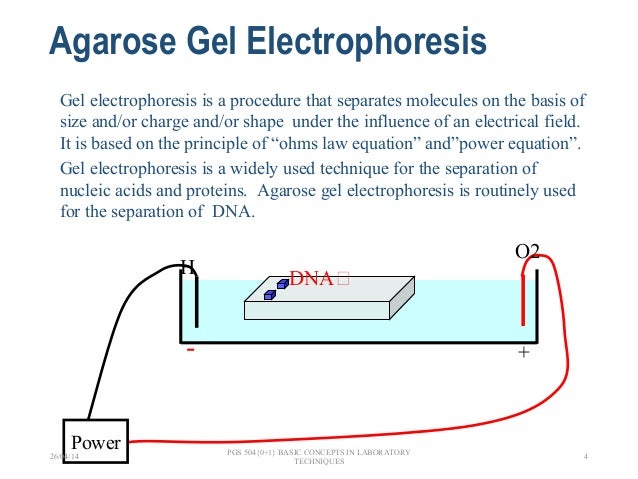 agarose gel electrophoresis
