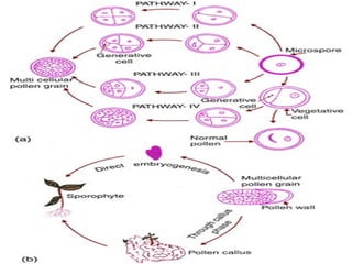 Androgenesis by Aswathy Viswanath | PPT