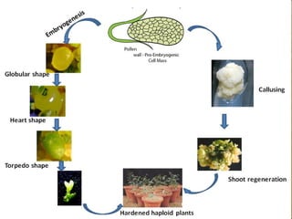 Androgenesis by Aswathy Viswanath | PPT