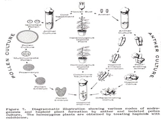 Androgenesis by Aswathy Viswanath | PPT