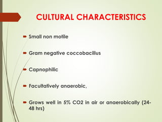 CULTURAL CHARACTERISTICS
 Small non motile
 Gram negative coccobacillus
 Capnophilic
 Facultatively anaerobic,
 Grows well in 5% CO2 in air or anaerobically (24-
48 hrs)
 
