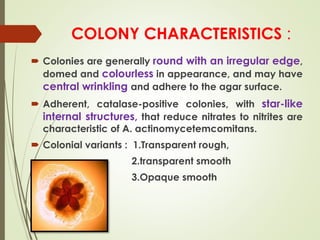 COLONY CHARACTERISTICS :
 Colonies are generally round with an irregular edge,
domed and colourless in appearance, and may have
central wrinkling and adhere to the agar surface.
 Adherent, catalase-positive colonies, with star-like
internal structures, that reduce nitrates to nitrites are
characteristic of A. actinomycetemcomitans.
 Colonial variants : 1.Transparent rough,
2.transparent smooth
3.Opaque smooth
 