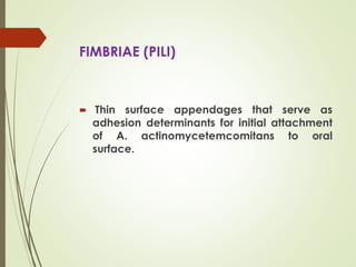 FIMBRIAE (PILI)
 Thin surface appendages that serve as
adhesion determinants for initial attachment
of A. actinomycetemcomitans to oral
surface.
 