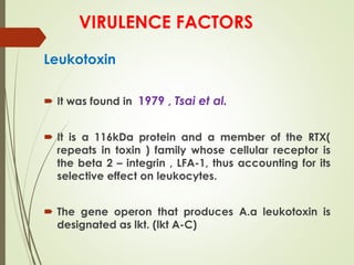 VIRULENCE FACTORS
Leukotoxin
 It was found in 1979 , Tsai et al.
 It is a 116kDa protein and a member of the RTX(
repeats in toxin ) family whose cellular receptor is
the beta 2 – integrin , LFA-1, thus accounting for its
selective effect on leukocytes.
 The gene operon that produces A.a leukotoxin is
designated as lkt. (lkt A-C)
 