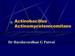 Actinobacillus
Actinomycetemcomitans
Dr Harshavardhan G Patwal
 