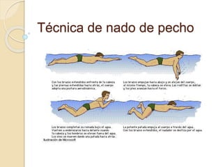 Técnica de nado de pecho
 