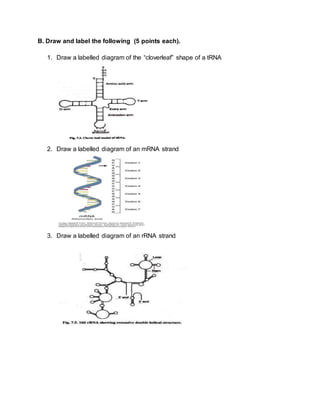 33 Rna Worksheet Mr Hoyle - Worksheet Resource Plans