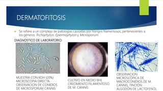 Laboratorio Cl nico Microbiol gico PPTX