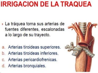 anatomía de la tráquea