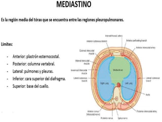 Anatomía del Mediastino (Posterior)