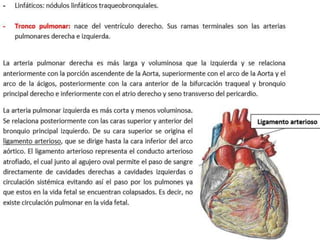Anatomía del Mediastino (Posterior)