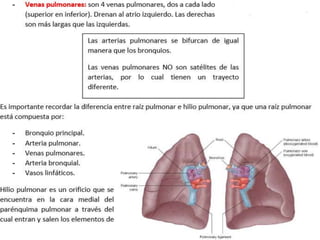 Anatomía del Mediastino (Posterior)