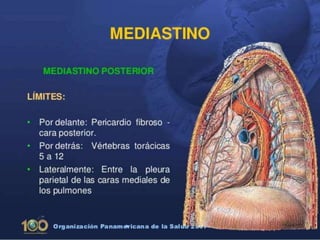 Anatomía del Mediastino (Posterior)