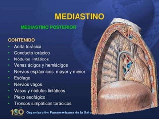 Anatomía del Mediastino (Posterior)