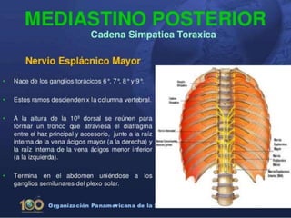 Anatomía del Mediastino (Posterior)