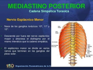 Anatomía del Mediastino (Posterior)