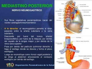 Anatomía del Mediastino (Posterior)