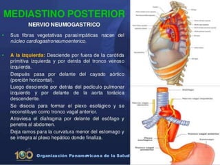 Anatomía del Mediastino (Posterior)