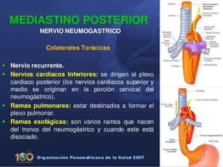 Anatomía del Mediastino (Posterior)