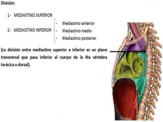 Anatomía del Mediastino (Posterior)