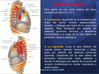 Anatomía del Mediastino (Posterior)