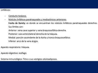 Anatomía del Mediastino (Posterior)