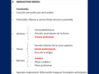 Anatomía del Mediastino (Posterior)