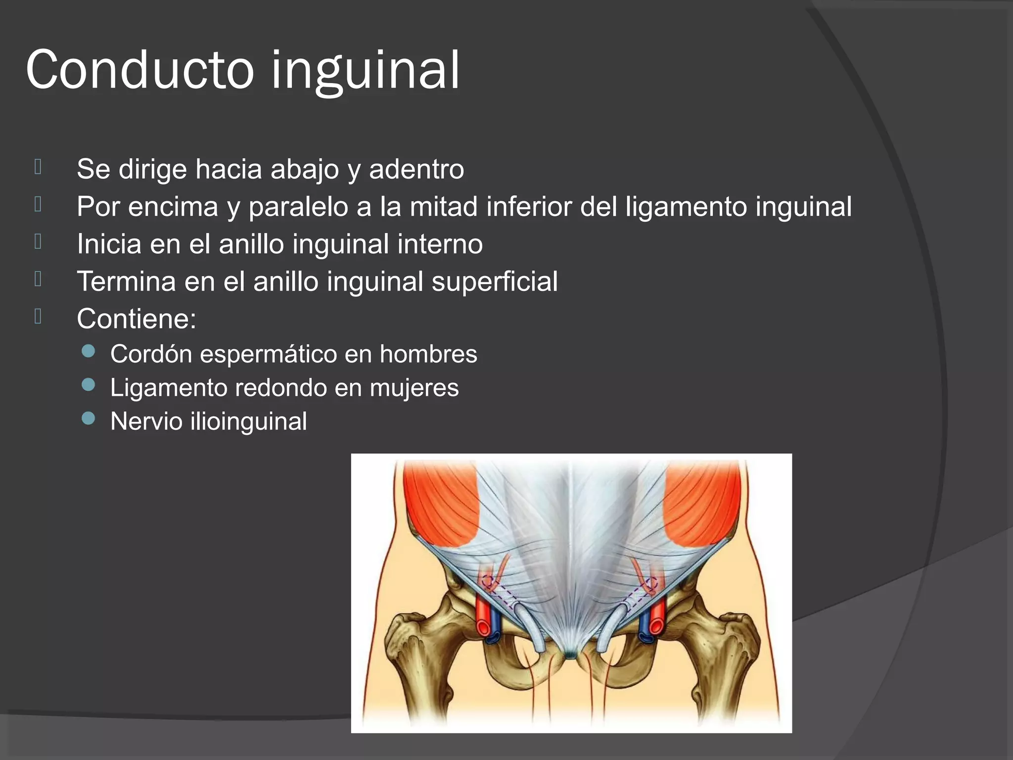 Anatom a Del Ligamento Inguinal PPT Anatom a Del Ligamento Inguinal PPT