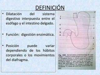 DEFINICIÓN
• Dilatación del sistema
digestivo interpuesta entre el
esófago y el intestino delgado.
• Función: digestión enzimática.
• Posición puede variar
dependiendo de los hábitos
corporales o los movimientos
del diafragma.
 