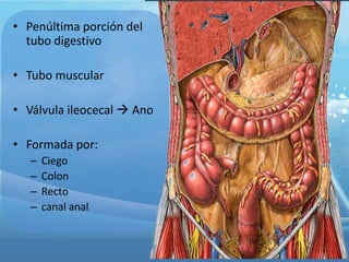 • Penúltima porción del
tubo digestivo
• Tubo muscular
• Válvula ileocecal  Ano
• Formada por:
– Ciego
– Colon
– Recto
– canal anal
 