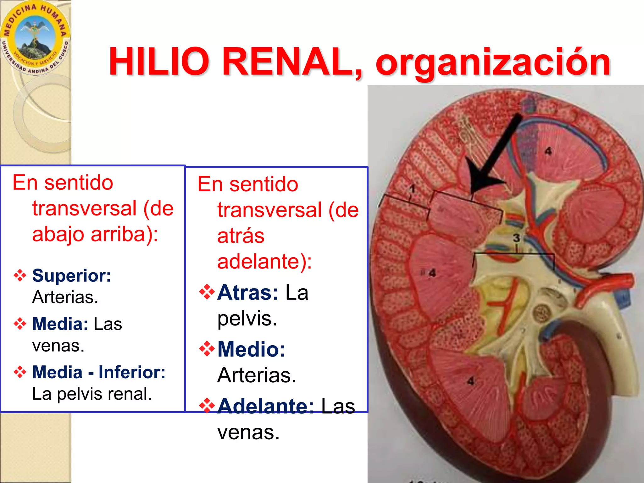 Anatomía de los Riñones | PPTX
