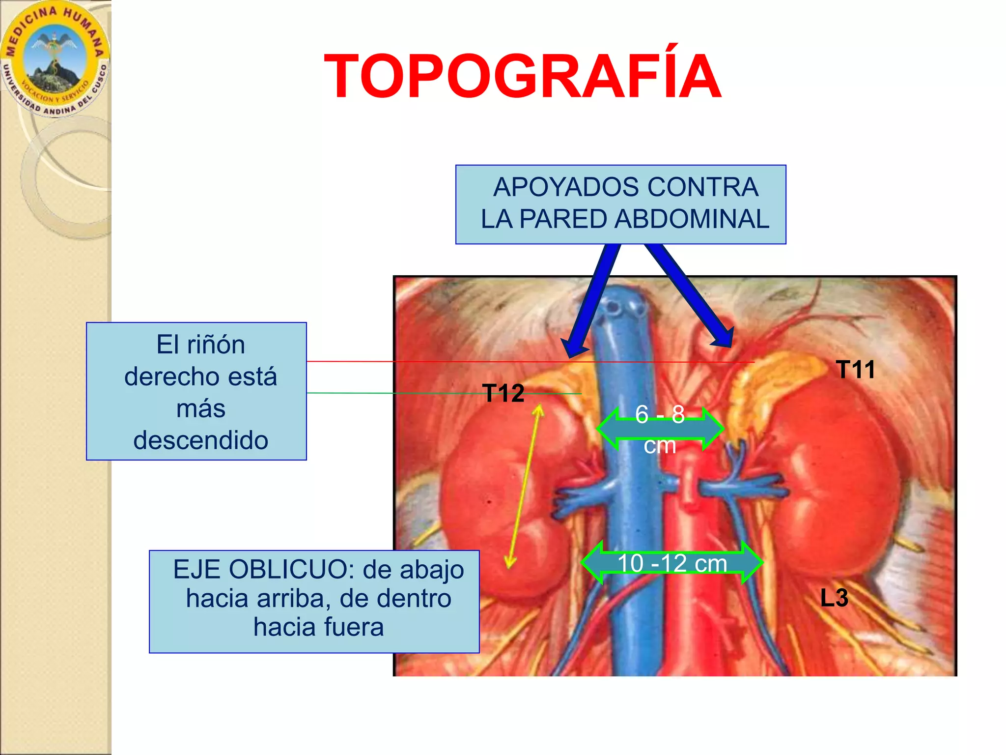 Anatomía de los Riñones | PPTX