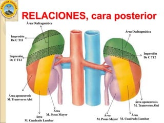 Anatomía de los Riñones | PPTX