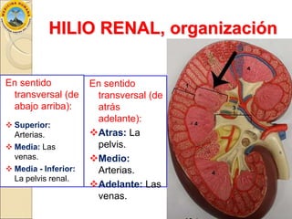 Anatomía de los Riñones | PPTX