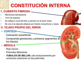 Anatomía de los Riñones | PPTX