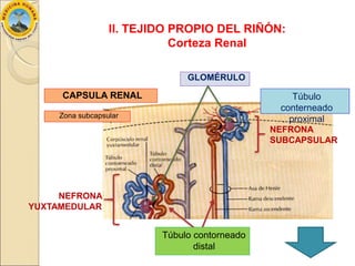 Anatomía de los Riñones | PPTX