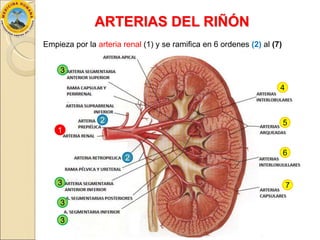Anatomía de los Riñones | PPTX