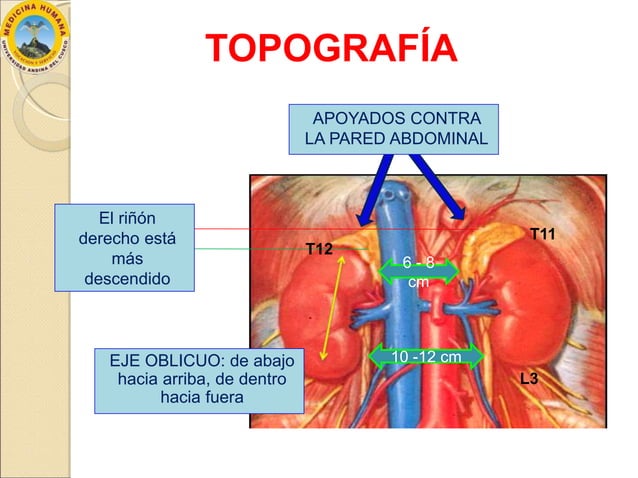 Anatomía de los Riñones | PPTX
