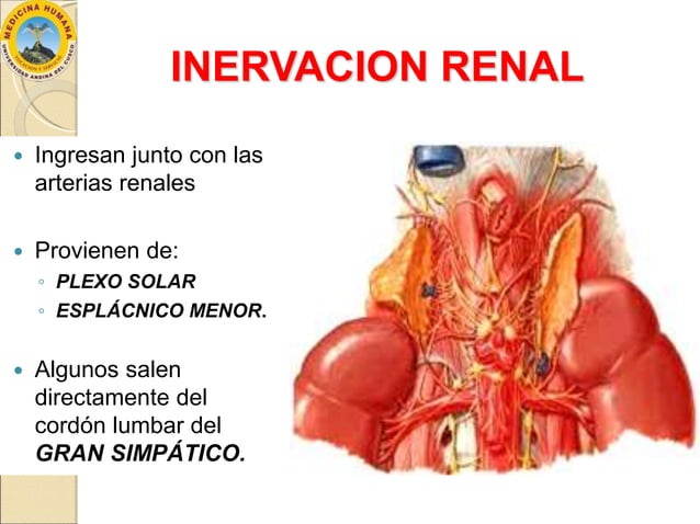 Anatomía de los Riñones | PPTX