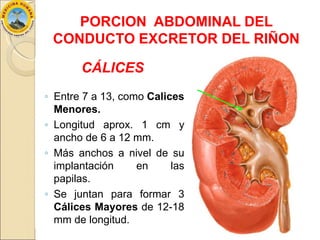 Anatomía de los Riñones | PPTX