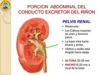 Anatomía de los Riñones | PPTX