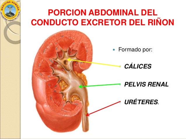 Anatomía de los Riñones