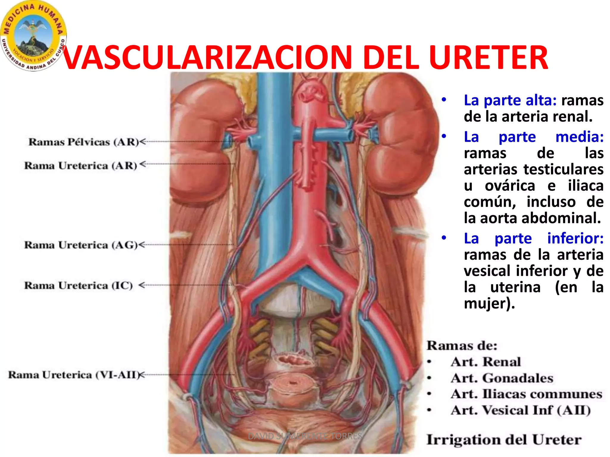Anatomía de los Conductos Excretores de los Riñones | PPTX
