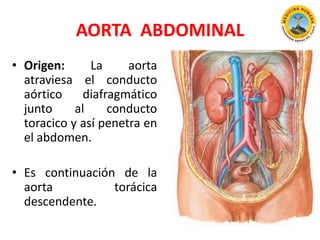 AORTA ABDOMINAL
• Origen: La aorta
atraviesa el conducto
aórtico diafragmático
junto al conducto
toracico y así penetra en
el abdomen.
• Es continuación de la
aorta torácica
descendente.
 