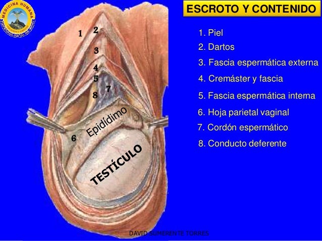 Anatomía de los Genitales Masculinos