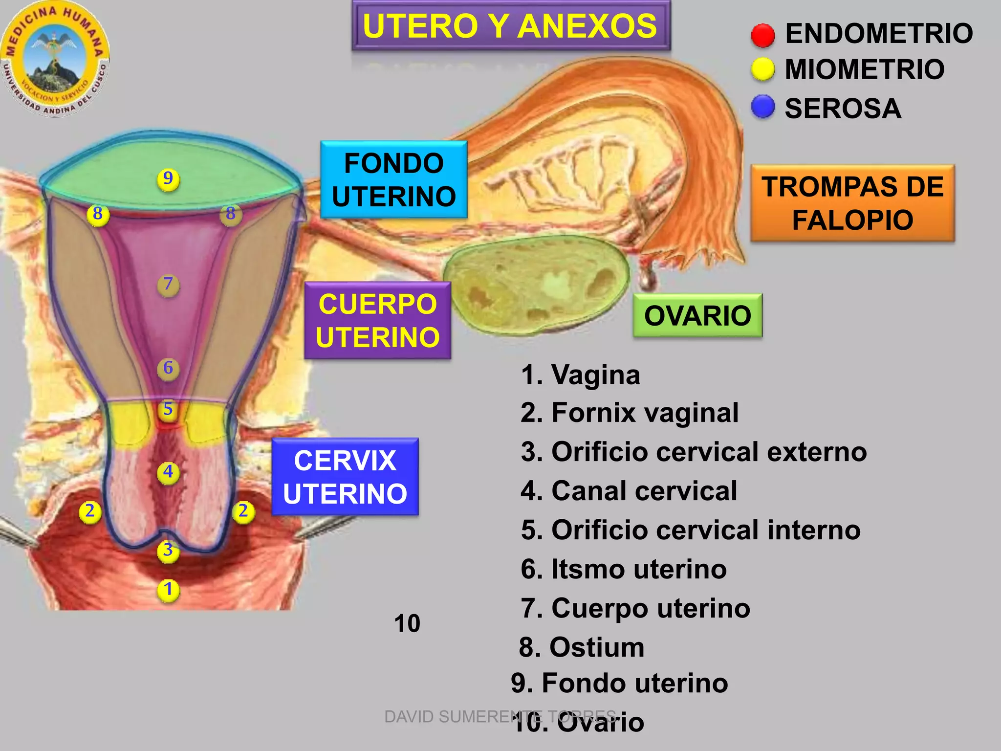 anatom-a-de-los-genitales-femeninos-pptx
